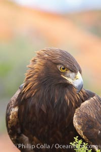 Golden eagle, Aquila chrysaetos