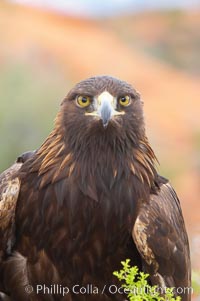 Golden eagle, Aquila chrysaetos