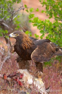 Golden eagle consumes a rabbit, Aquila chrysaetos