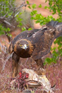 Golden eagle consumes a rabbit, Aquila chrysaetos