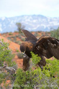 Golden eagle, Aquila chrysaetos