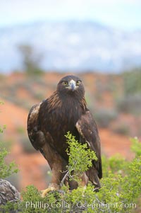 Golden eagle, Aquila chrysaetos