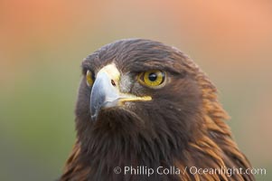 Golden eagle, Aquila chrysaetos