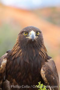 Golden eagle, Aquila chrysaetos