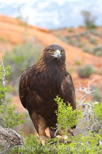 Golden eagle, Aquila chrysaetos