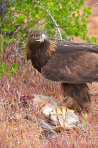 Golden eagle consumes a rabbit, Aquila chrysaetos