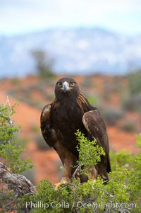 Golden eagle, Aquila chrysaetos