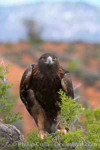 Golden eagle, Aquila chrysaetos