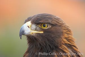 Golden eagle, Aquila chrysaetos