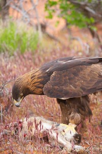 Golden eagle consumes a rabbit, Aquila chrysaetos