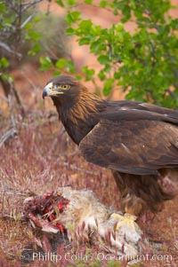 Golden eagle consumes a rabbit, Aquila chrysaetos