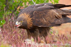 Golden eagle consumes a rabbit, Aquila chrysaetos