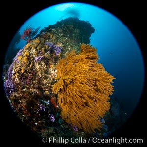 Golden gorgonian (Muricea californica) on Farnsworth Banks, Catalina Island