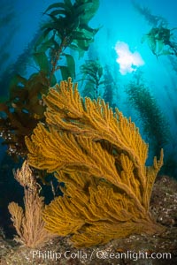 Golden gorgonian on underwater rocky reef, amid kelp forest, Catalina Island. The golden gorgonian is a filter-feeding temperate colonial species that lives on the rocky bottom at depths between 50 to 200 feet deep. Each individual polyp is a distinct animal, together they secrete calcium that forms the structure of the colony. Gorgonians are oriented at right angles to prevailing water currents to capture plankton drifting by. California, USA, Muricea californica, natural history stock photograph, photo id 34217