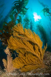 Golden gorgonian on underwater rocky reef, amid kelp forest, Catalina Island. The golden gorgonian is a filter-feeding temperate colonial species that lives on the rocky bottom at depths between 50 to 200 feet deep. Each individual polyp is a distinct animal, together they secrete calcium that forms the structure of the colony. Gorgonians are oriented at right angles to prevailing water currents to capture plankton drifting by, Muricea californica