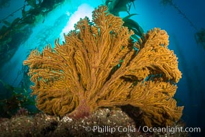 Golden gorgonian on underwater rocky reef, amid kelp forest, Catalina Island. The golden gorgonian is a filter-feeding temperate colonial species that lives on the rocky bottom at depths between 50 to 200 feet deep. Each individual polyp is a distinct animal, together they secrete calcium that forms the structure of the colony. Gorgonians are oriented at right angles to prevailing water currents to capture plankton drifting by, Muricea californica