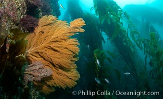 Golden gorgonian on underwater rocky reef, amid kelp forest, near Eagle Rock, Catalina Island. The golden gorgonian is a filter-feeding temperate colonial species that lives on the rocky bottom at depths between 50 to 200 feet deep. Each individual polyp is a distinct animal, together they secrete calcium that forms the structure of the colony. Gorgonians are oriented at right angles to prevailing water currents to capture plankton drifting by