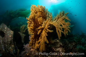 Golden gorgonian on underwater rocky reef, amid kelp forest, Catalina Island. The golden gorgonian is a filter-feeding temperate colonial species that lives on the rocky bottom at depths between 50 to 200 feet deep. Each individual polyp is a distinct animal, together they secrete calcium that forms the structure of the colony. Gorgonians are oriented at right angles to prevailing water currents to capture plankton drifting by