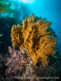 Golden gorgonian on underwater rocky reef, amid kelp forest, Catalina Island. The golden gorgonian is a filter-feeding temperate colonial species that lives on the rocky bottom at depths between 50 to 200 feet deep. Each individual polyp is a distinct animal, together they secrete calcium that forms the structure of the colony. Gorgonians are oriented at right angles to prevailing water currents to capture plankton drifting by