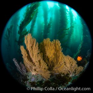 Golden gorgonian on underwater rocky reef, amid kelp forest, Catalina Island. The golden gorgonian is a filter-feeding temperate colonial species that lives on the rocky bottom at depths between 50 to 200 feet deep. Each individual polyp is a distinct animal, together they secrete calcium that forms the structure of the colony. Gorgonians are oriented at right angles to prevailing water currents to capture plankton drifting by, Macrocystis pyrifera, Muricea californica