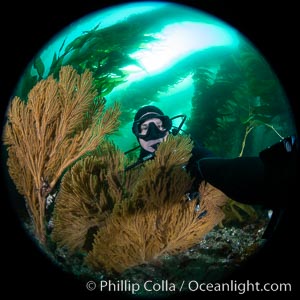 Golden gorgonian on underwater rocky reef, amid kelp forest, Catalina Island. The golden gorgonian is a filter-feeding temperate colonial species that lives on the rocky bottom at depths between 50 to 200 feet deep. Each individual polyp is a distinct animal, together they secrete calcium that forms the structure of the colony. Gorgonians are oriented at right angles to prevailing water currents to capture plankton drifting by, Macrocystis pyrifera, Muricea californica