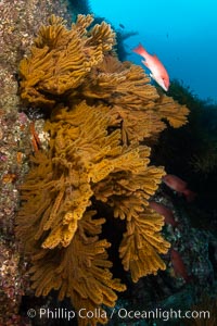 Golden gorgonian on underwater rocky reef, amid kelp forest, Catalina Island. The golden gorgonian is a filter-feeding temperate colonial species that lives on the rocky bottom at depths between 50 to 200 feet deep. Each individual polyp is a distinct animal, together they secrete calcium that forms the structure of the colony. Gorgonians are oriented at right angles to prevailing water currents to capture plankton drifting by, Muricea californica, Coronado Islands (Islas Coronado)