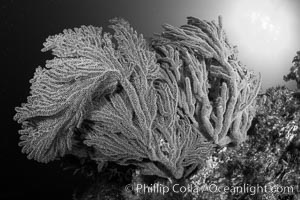 Golden gorgonian on underwater rocky reef, amid kelp forest, Catalina Island. The golden gorgonian is a filter-feeding temperate colonial species that lives on the rocky bottom at depths between 50 to 200 feet deep. Each individual polyp is a distinct animal, together they secrete calcium that forms the structure of the colony. Gorgonians are oriented at right angles to prevailing water currents to capture plankton drifting by, Muricea californica, Coronado Islands (Islas Coronado)