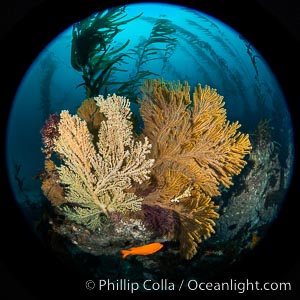 Parasitic zoanthid anemones cover, encrust and overwhelm a golden gorgonian.  The gorgonian on the left has been completely parasitized by zoanthid anemones, while the gorgonian to the right remains free of zoanthids (for now). A garibaldi swims below the two sea fans. The golden gorgonian is a filter-feeding temperate colonial species that lives on the rocky bottom at depths between 50 to 200 feet deep. Each individual polyp is a distinct animal, together they secrete calcium that forms the structure of the colony. Gorgonians are oriented at right angles to prevailing water currents to capture plankton drifting by.