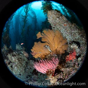 Red gorgonian and California golden gorgonian on underwater rocky reef, San Clemente Island. The golden gorgonian is a filter-feeding temperate colonial species that lives on the rocky bottom at depths between 50 to 200 feet deep. Each individual polyp is a distinct animal, together they secrete calcium that forms the structure of the colony. Gorgonians are oriented at right angles to prevailing water currents to capture plankton drifting by, Leptogorgia chilensis, Lophogorgia chilensis, Muricea californica