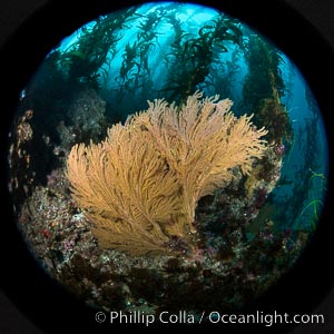 Garibaldi and California golden gorgonian on underwater rocky reef, San Clemente Island. The golden gorgonian is a filter-feeding temperate colonial species that lives on the rocky bottom at depths between 50 to 200 feet deep. Each individual polyp is a distinct animal, together they secrete calcium that forms the structure of the colony. Gorgonians are oriented at right angles to prevailing water currents to capture plankton drifting by.