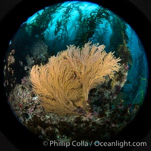 Garibaldi and California golden gorgonian on underwater rocky reef, San Clemente Island. The golden gorgonian is a filter-feeding temperate colonial species that lives on the rocky bottom at depths between 50 to 200 feet deep. Each individual polyp is a distinct animal, together they secrete calcium that forms the structure of the colony. Gorgonians are oriented at right angles to prevailing water currents to capture plankton drifting by, Muricea californica, Macrocystis pyrifera