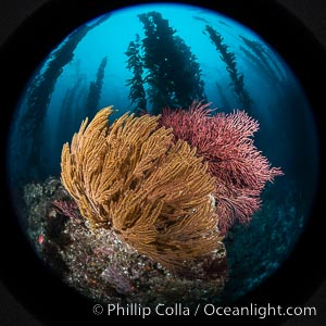Garibaldi and California golden gorgonian on underwater rocky reef, San Clemente Island. The golden gorgonian is a filter-feeding temperate colonial species that lives on the rocky bottom at depths between 50 to 200 feet deep. Each individual polyp is a distinct animal, together they secrete calcium that forms the structure of the colony. Gorgonians are oriented at right angles to prevailing water currents to capture plankton drifting by, Muricea californica, Macrocystis pyrifera