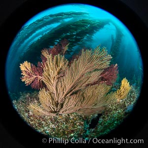 Garibaldi and California golden gorgonian on underwater rocky reef, San Clemente Island. The golden gorgonian is a filter-feeding temperate colonial species that lives on the rocky bottom at depths between 50 to 200 feet deep. Each individual polyp is a distinct animal, together they secrete calcium that forms the structure of the colony. Gorgonians are oriented at right angles to prevailing water currents to capture plankton drifting by, Muricea californica, Macrocystis pyrifera