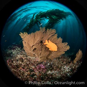 Garibaldi and California golden gorgonian on underwater rocky reef, San Clemente Island. The golden gorgonian is a filter-feeding temperate colonial species that lives on the rocky bottom at depths between 50 to 200 feet deep. Each individual polyp is a distinct animal, together they secrete calcium that forms the structure of the colony. Gorgonians are oriented at right angles to prevailing water currents to capture plankton drifting by, Muricea californica, Macrocystis pyrifera, Hypsypops rubicundus