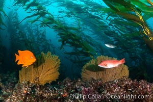 Garibaldi, juvenile sheephead and California golden gorgonian on underwater rocky reef, San Clemente Island. The golden gorgonian is a filter-feeding temperate colonial species that lives on the rocky bottom at depths between 50 to 200 feet deep. Each individual polyp is a distinct animal, together they secrete calcium that forms the structure of the colony. Gorgonians are oriented at right angles to prevailing water currents to capture plankton drifting by, Muricea californica, Macrocystis pyrifera, Hypsypops rubicundus