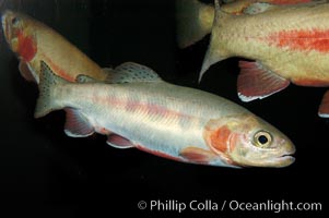 Golden trout, Oncorhynchus aguabonita