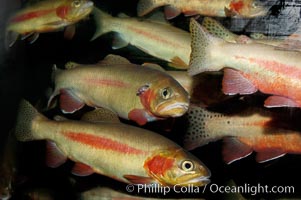 Golden trout., Oncorhynchus aguabonita, natural history stock photograph, photo id 09416