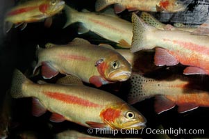 Golden trout, Oncorhynchus aguabonita