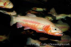 Golden trout, Oncorhynchus aguabonita