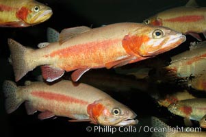 Golden trout, Oncorhynchus aguabonita