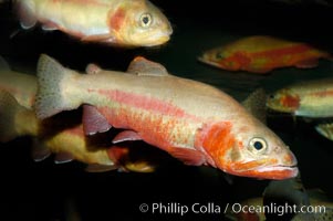 Golden trout., Oncorhynchus aguabonita, natural history stock photograph, photo id 09414