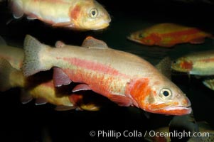 Golden trout, Oncorhynchus aguabonita