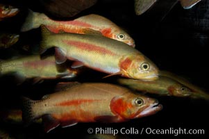 Golden trout., Oncorhynchus aguabonita, natural history stock photograph, photo id 09417