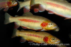 Golden trout., Oncorhynchus aguabonita, natural history stock photograph, photo id 09420