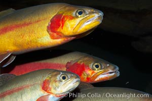 Golden trout, Oncorhynchus aguabonita