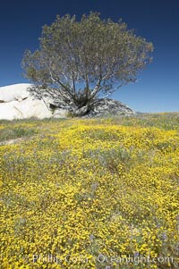 Goldfields bloom in spring, Lasthenia, Warner Springs, California