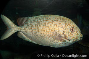 Goldspotted spinefoot rabbitfish, Siganus punctatus