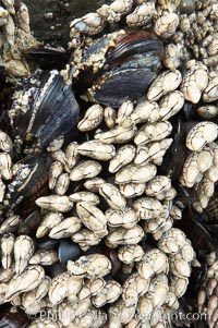 Gooseneck barnacles, exposed at low tide, adhere to a rock.  The shell, or capitulum, of the gooseneck barnacle grows to be about two inches long. It is made up of small plates, which enclose its soft body. Inside the shell, the barnacle primarily consists of long segmented legs, intestines and stomach, Pollicipes polymerus, Ruby Beach, Olympic National Park, Washington