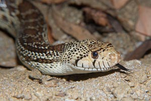 Gopher snake, Pituophis catenifer