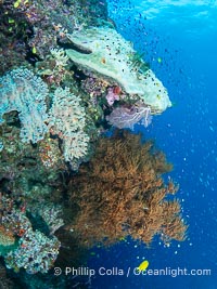 Gorgeous Coral Reef Scene, Fiji, Namena Marine Reserve